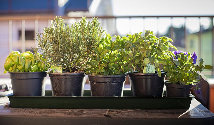 le potager intérieur pour les aromates