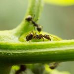 solutions naturelles contre les fourmis