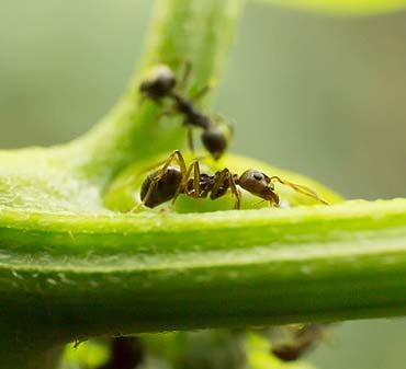 solutions naturelles contre les fourmis