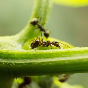 solutions naturelles contre les fourmis