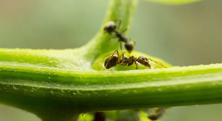 Fourmi noire au jardin