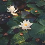 Bassin de jardin