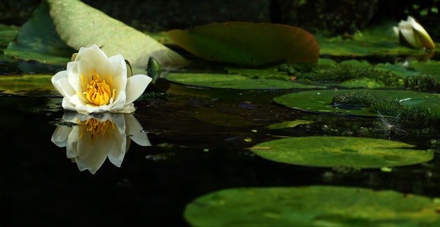 Créer un bassin dans le jardin