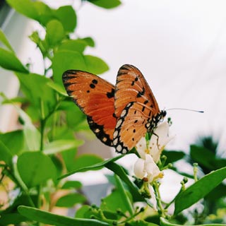 attirer les papillons