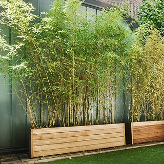 brise-vent bambous