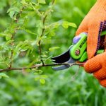 Que faire au mois de juin au jardin et à la maison ?