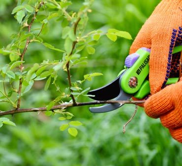 Que faire au mois de juin au jardin et à la maison ?