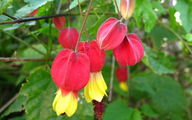 L'Abutilon megapotamicum