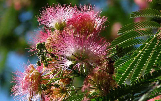 Arbre à soie à fleurs roses (Albizia Julibrissin Rosea)