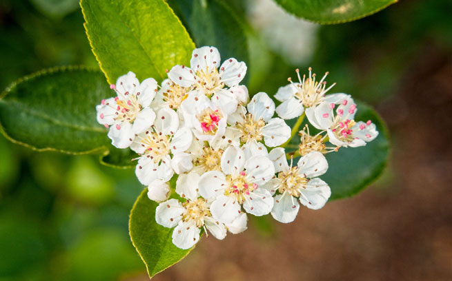 Alisier blanc (Sorbus aria)