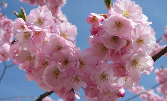 Amandier (Prunus amygdalus)