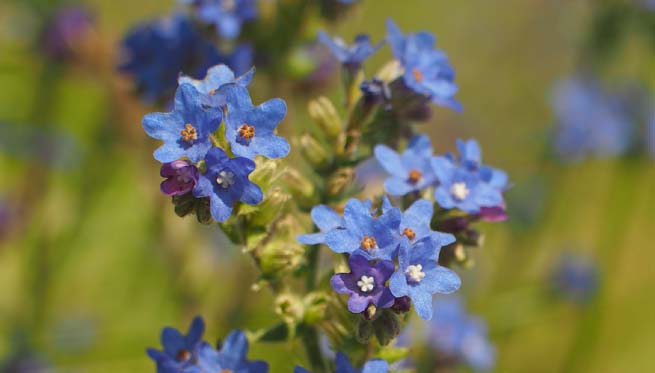 Buglosse officinale (Anchusa officinalis)