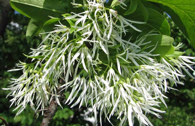 Arbre à neige (Chionanthus virginicus)