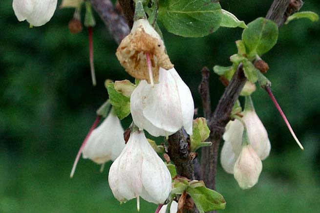 Arbre aux cloches d'argent (Halesia carolina)