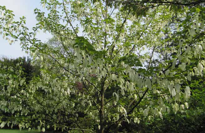 Arbre aux mouchoirs (Davidia involucrata)