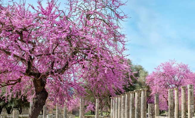 Arbre de Judée (Cercis siliquastrum)