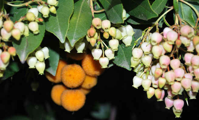 Arbousier (Arbutus unedo)