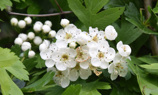 Aubépine (Crataegus)