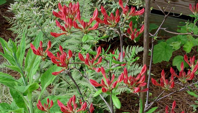 L'Azalée du Japon (Azalea japonica