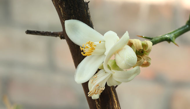 Bergamotier (Citrus bergamia)