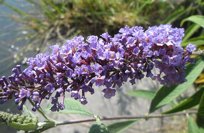 Arbre à papillons (Buddleja davidii)