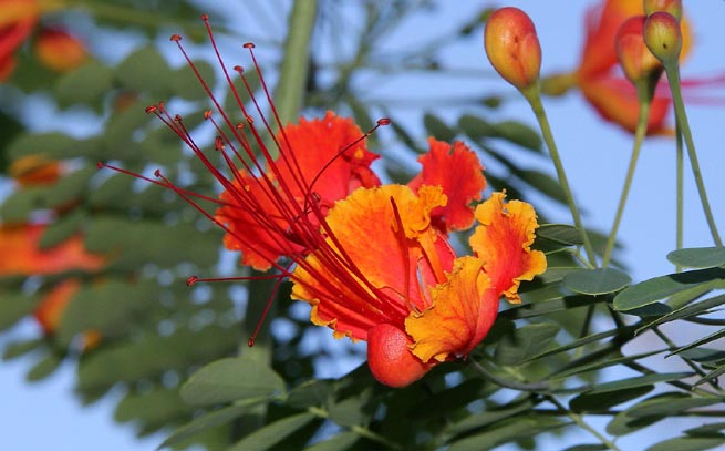 Caesalpinia pulcherrima