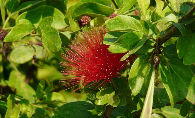 Calliandra tergemina