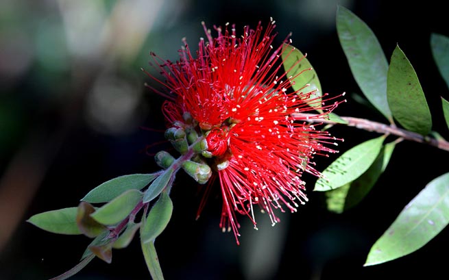 Callistemon citrinus, Rince-bouteille