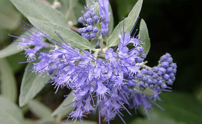 Spirée-bleue (Caryopteris)