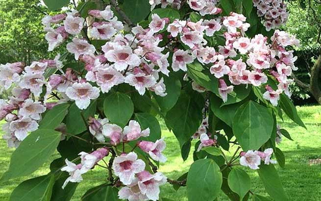 Catalpa bungei