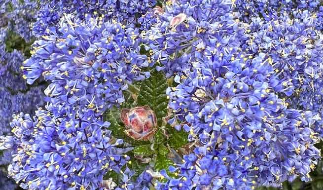 Céanothe en thyrses (Ceanothus thyrsiflorus)