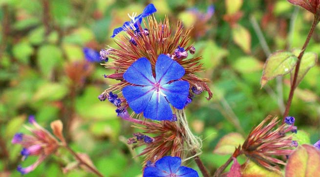 Ceratostigma plumbaginoides