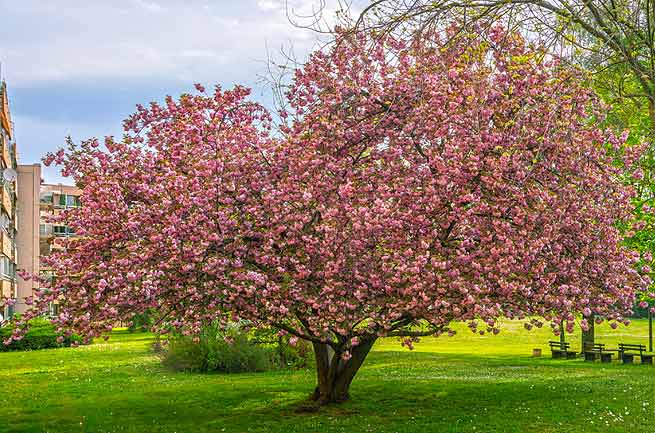 Cerisier du Japon (Prunus serrulata)