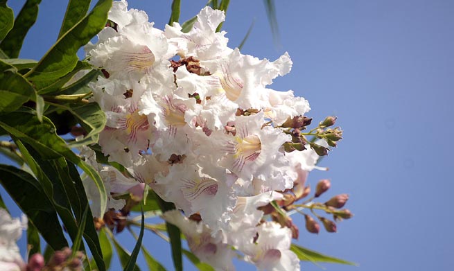 Chitalpa de Tachkent (Chitalpa tashkentensis)