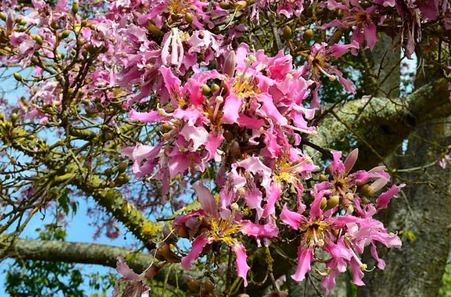 Chorisia speciosa