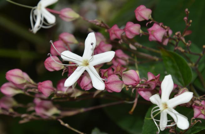Clérodendron (Clerodendrum)