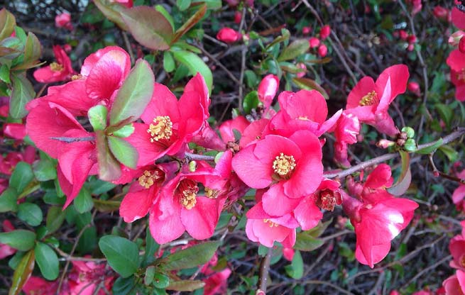 Cognassier à fleurs (Cydonia oblonga)