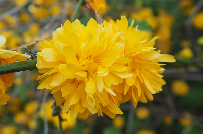 Le Corête du Japon (Kerria japonica)