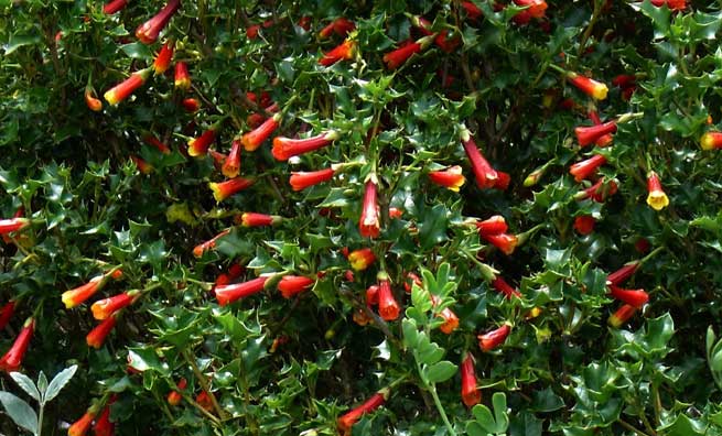 Houx chilien ou Taique du Chili (Desfontainia spinosa)