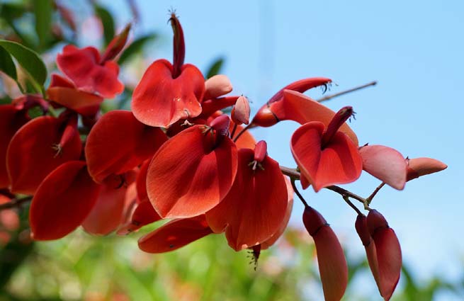 Erythrine crête de coq (Erythrina crista-galli) ou arbre corail