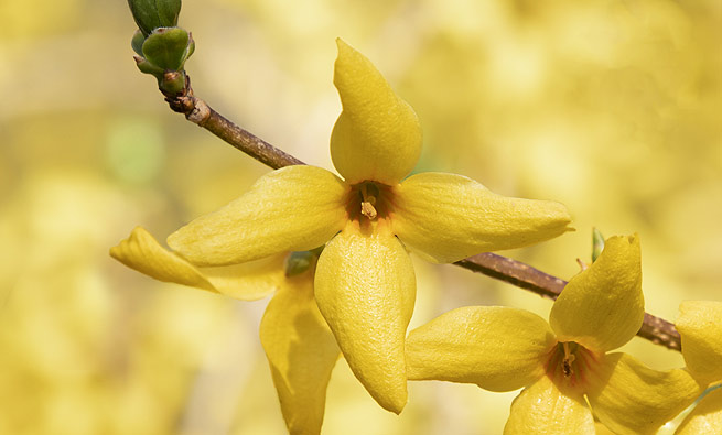 Le Forsythia hybride ou Forsythia de Paris