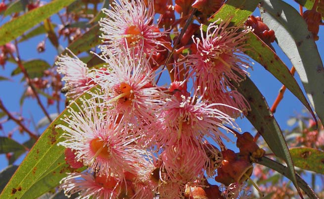 Gommier corail (eucalyptus torquata)