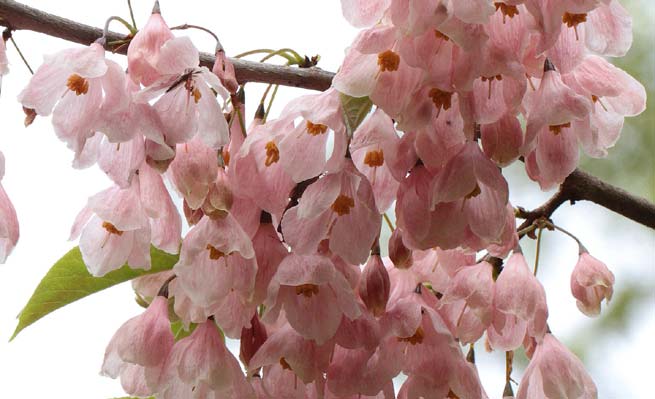 Arbre aux clochettes d'argent (Halesia à fleurs roses)
