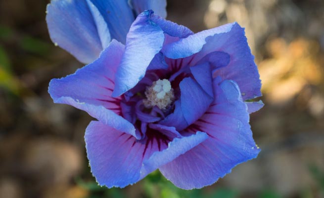 Oiseau Bleu (Hibiscus syriacus)