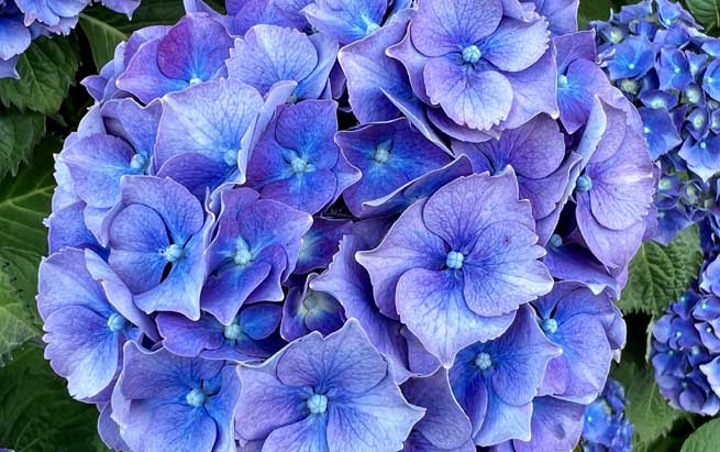 Hortensia bleu (Hydrangea macrophylla)