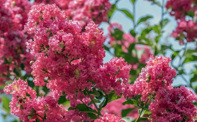 Lilas des Indes (Lagerstroemia indica)