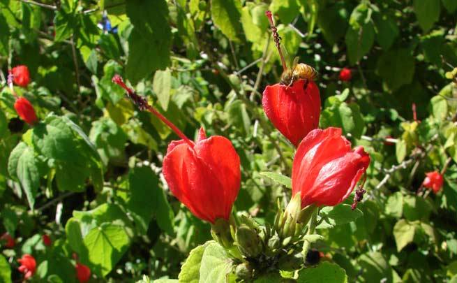 Hibiscus dormant (Malvaviscus arboreus)