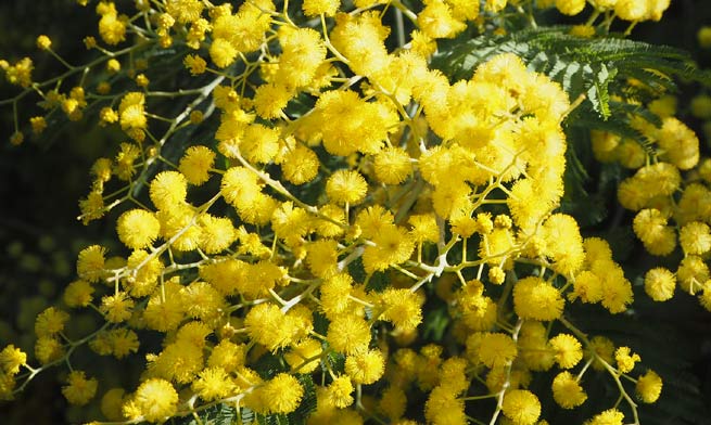 Le Mimosa (Acacia dealbata)