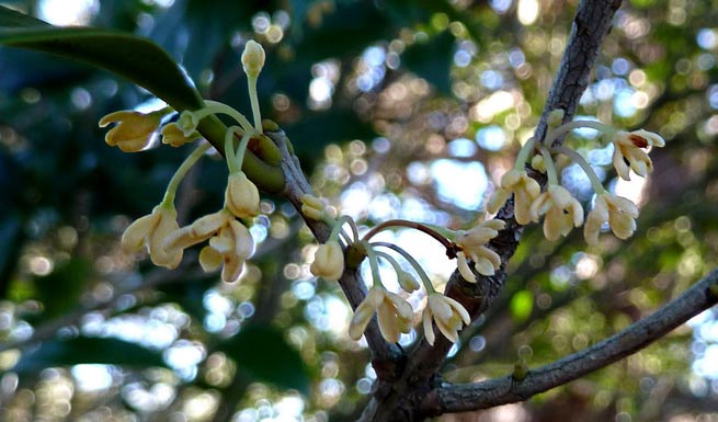 Osmanthe à feuilles de houx (Osmanthus heterophyllus)