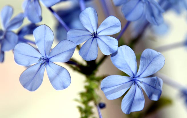 Dentelaire du Cap (Plumbago capensis)